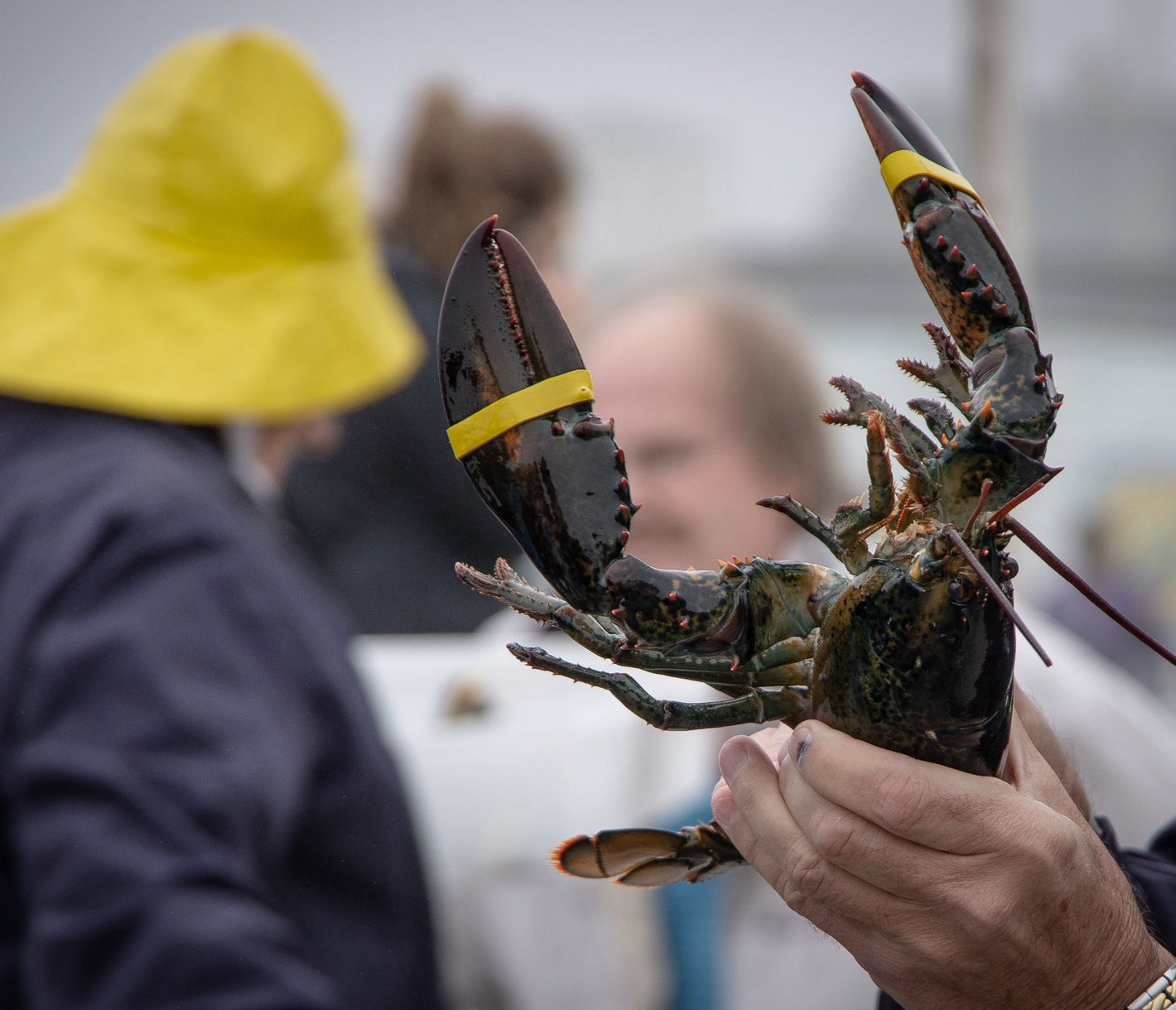 Lobster in den unterschiedlichsten Varianten