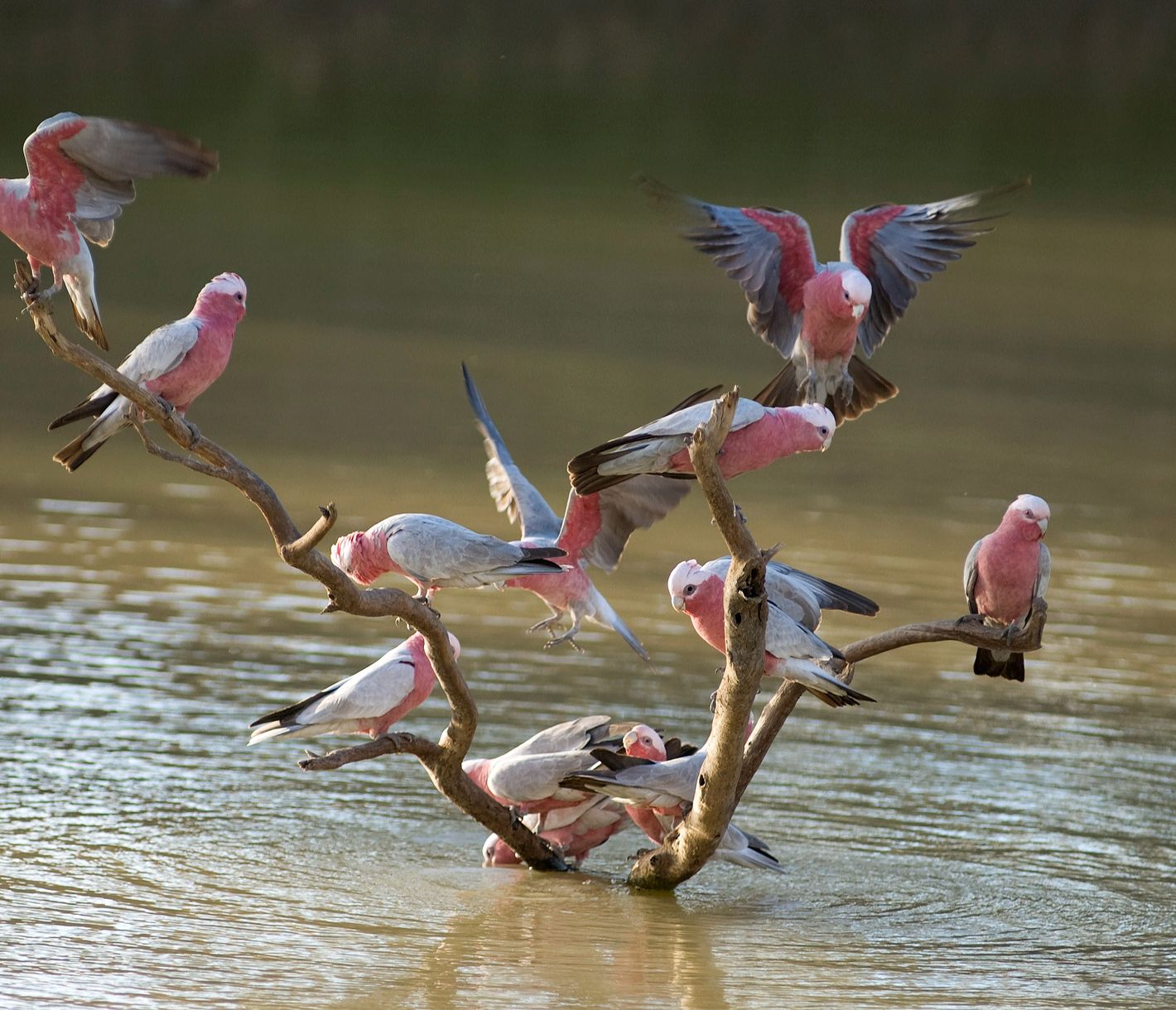 Eine laute Gesellschaft