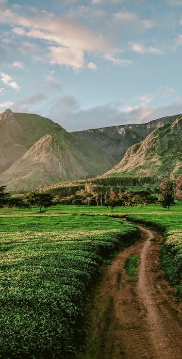 Am Fusse des Mulanje-Berges befinden sich einige Teeplantagen.