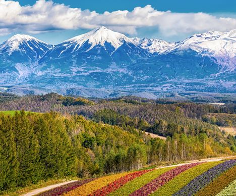 Les jardins de fleurs de Shikisai-no-oka à Biei, sur l'île d'Hokkaido (Japon)