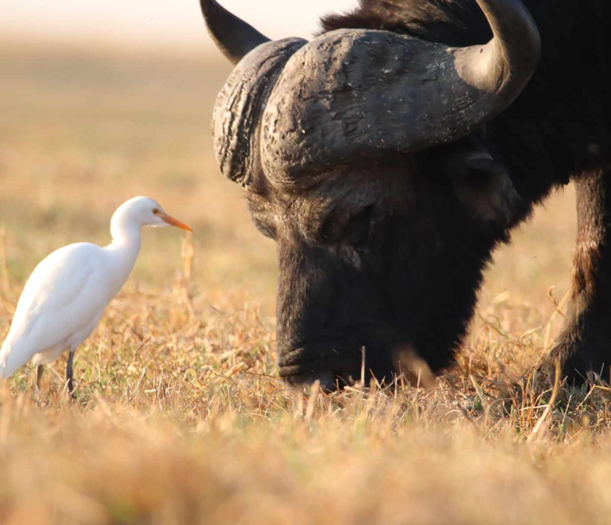 Büffel und Kuhreiher im Chobe-Nationalpark
