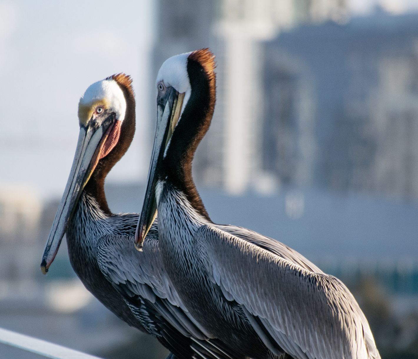 Braunpelikane kann man an der Küste Kaliforniens immer wieder beobachten.
