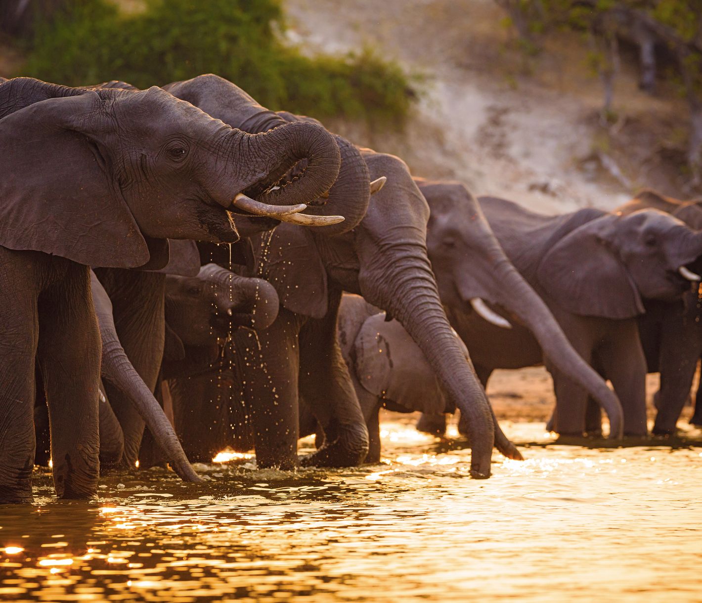 Wasser trinkende Elefanten