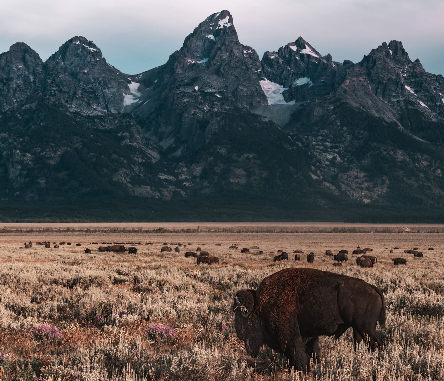Bison im Grand Teton National Park