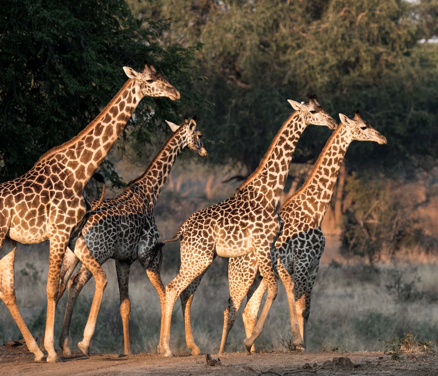 Eine Giraffen-Herde in einer offenen Savanne im South-Luangwa-Nationalpark