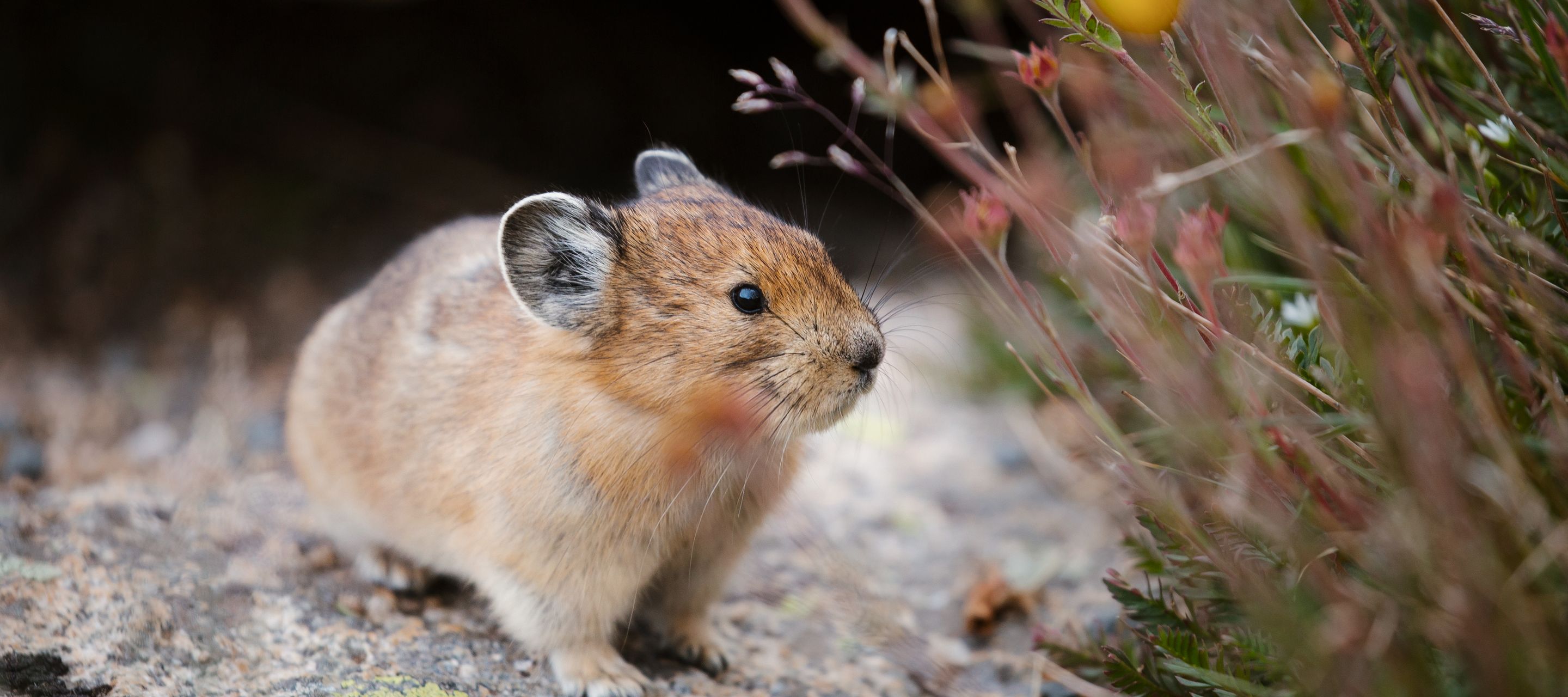 Der Rocky Mountain National Park verfügt über eine vielfältige Fauna.