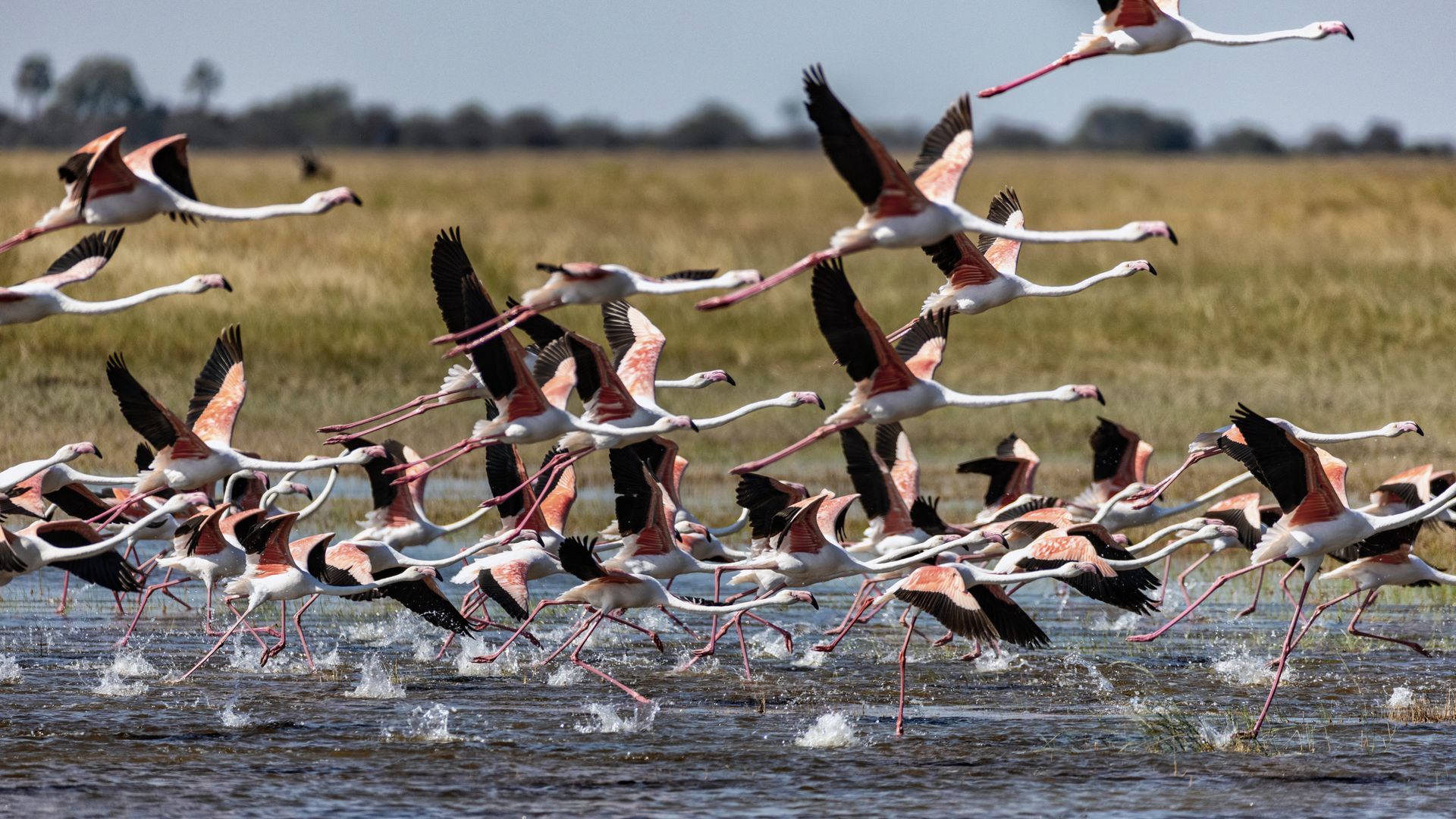 Les flamants roses volent en grand nombre au-dessus des marais salants de Makgadikgadi