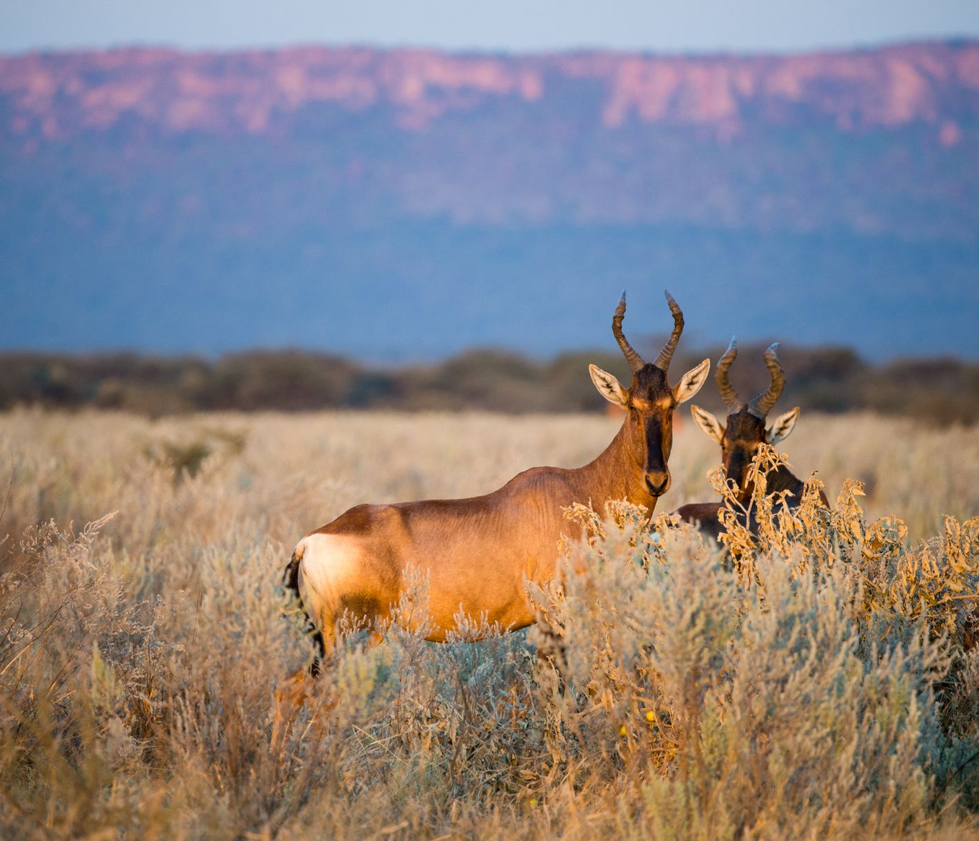 Abendstimmung im NamibRand Nature Reserve