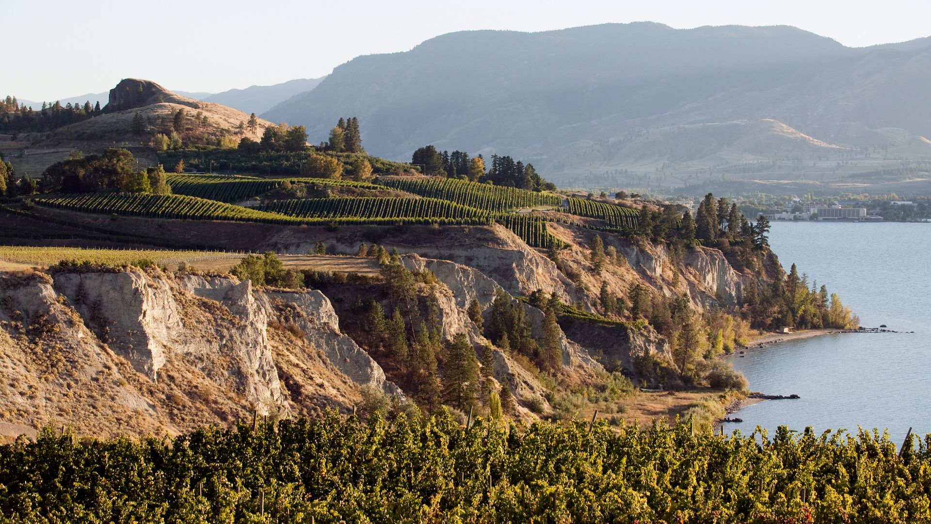 Des vignobles à perte de vue.