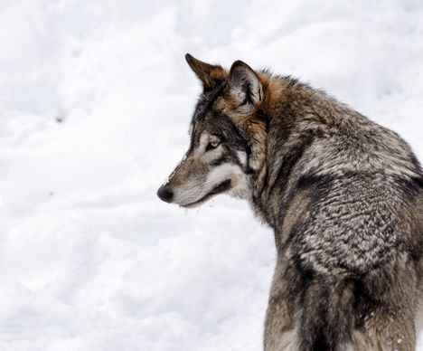 Auf den Spuren des Wolfes folgt man den Fährten dieser faszinierenden Tiere