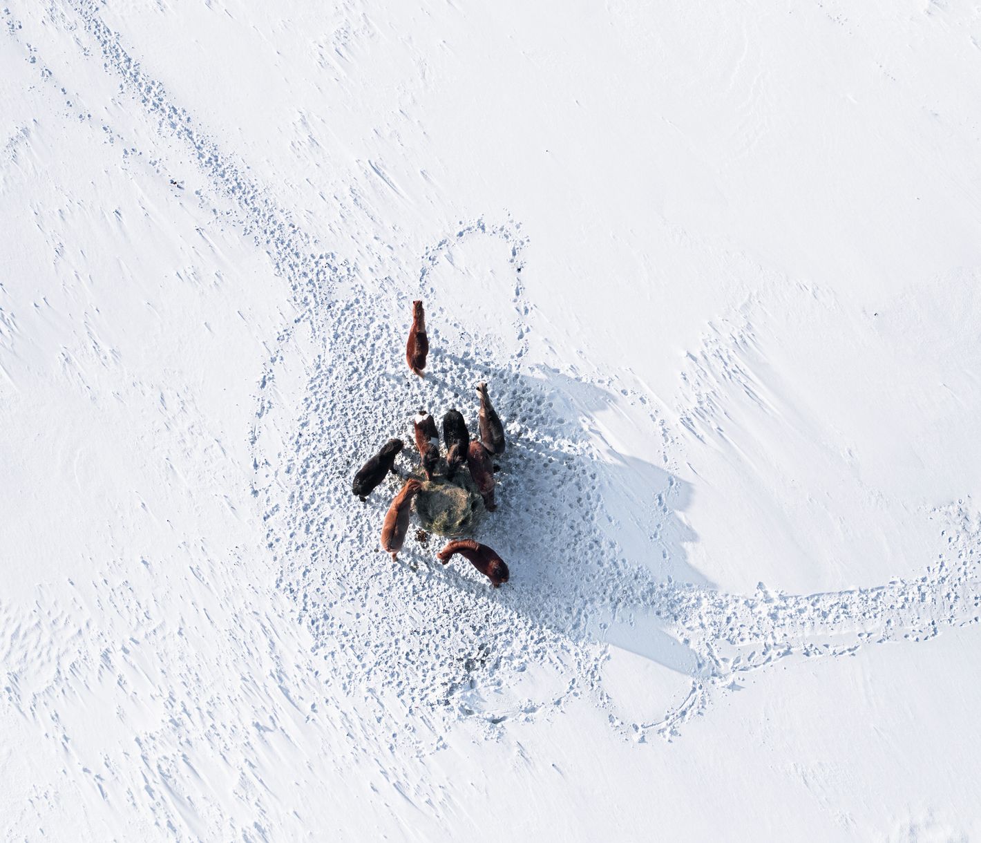 Die kleinen Islandpferde tragen einen auch bei Schnee und Eis sicher durch die Landschaft