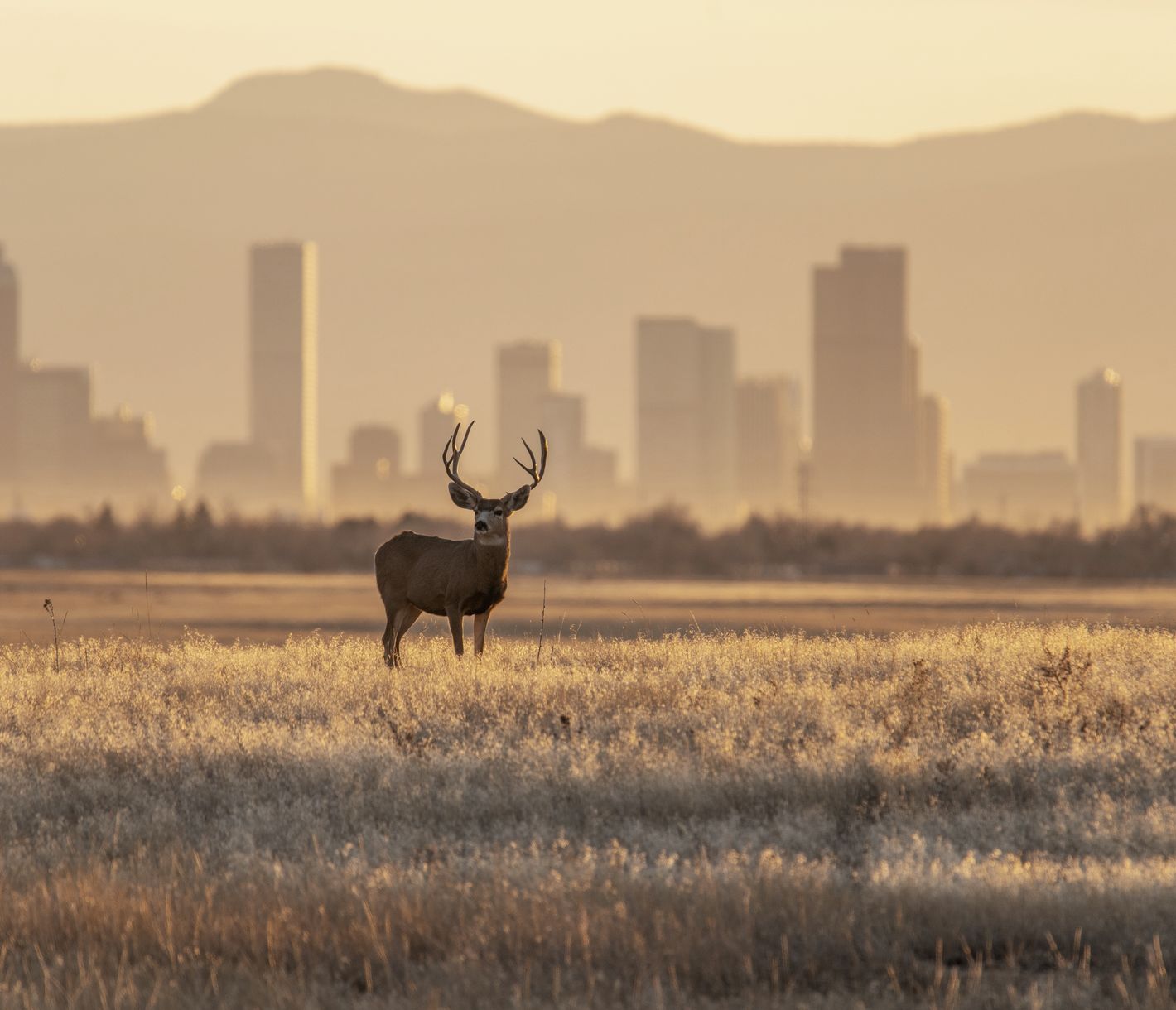 Die Front Range ist die längste Gebirgskette in Colorado und ragt majestätisch hinter der Skyline von Denver auf.