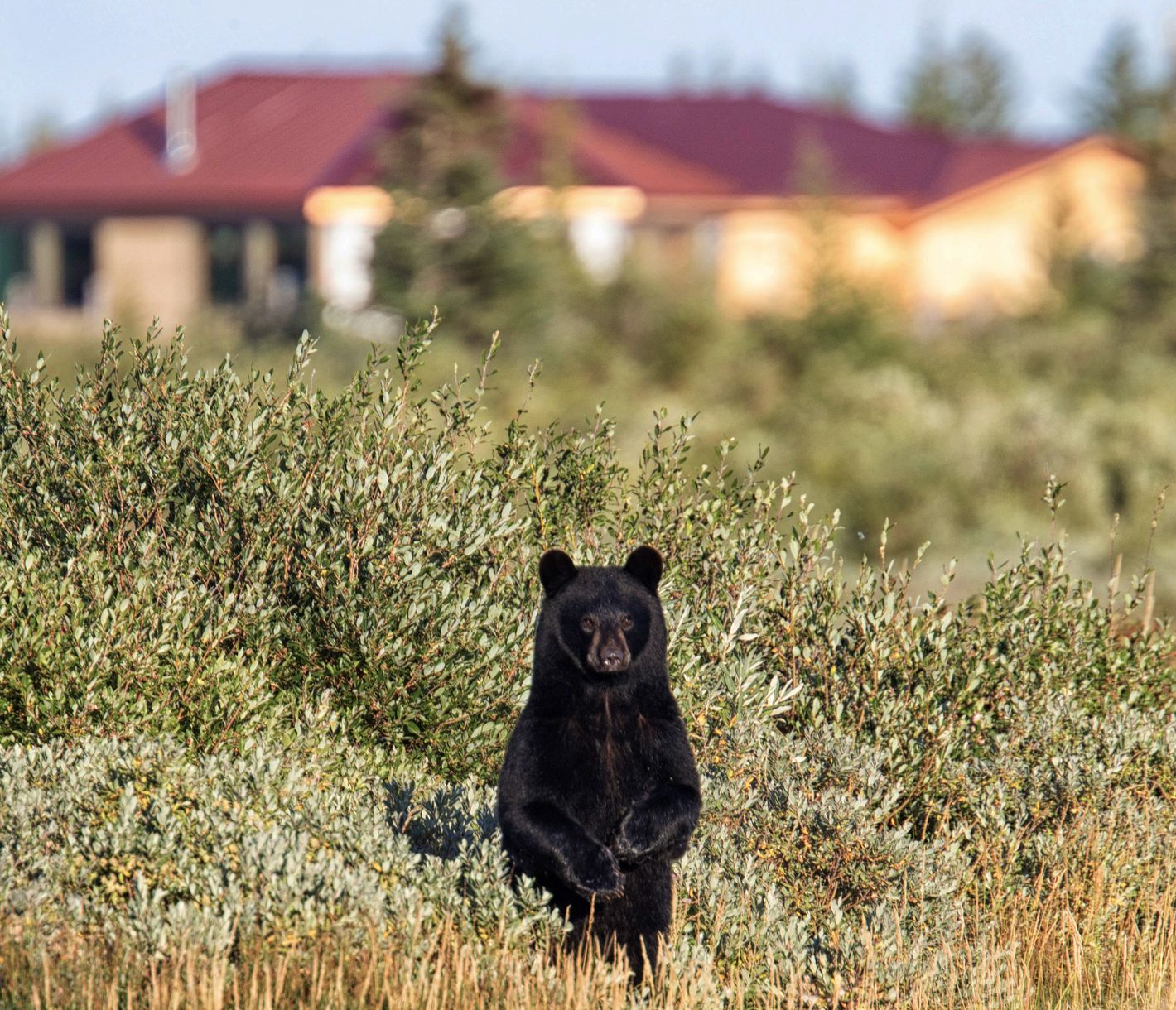 Auch andere Bären fühlen sich hier wohl