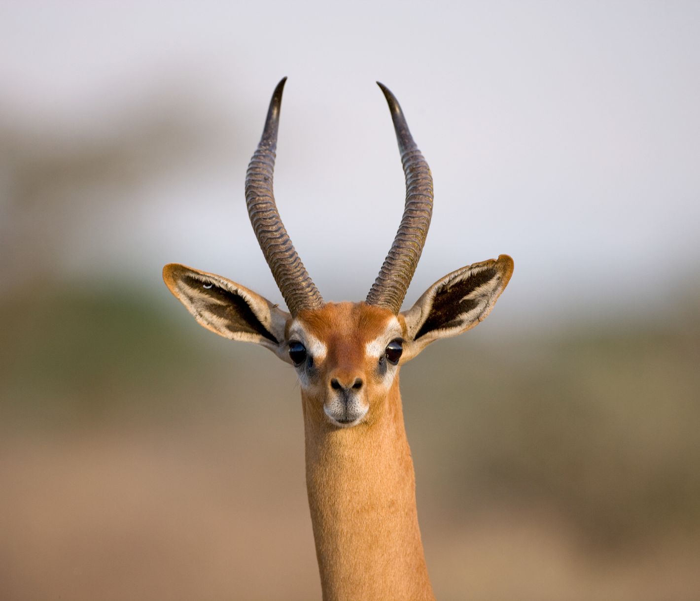 Die Giraffengazelle, ein Vertreter der «Special Five»