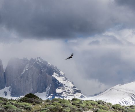 «El condor pasa!»