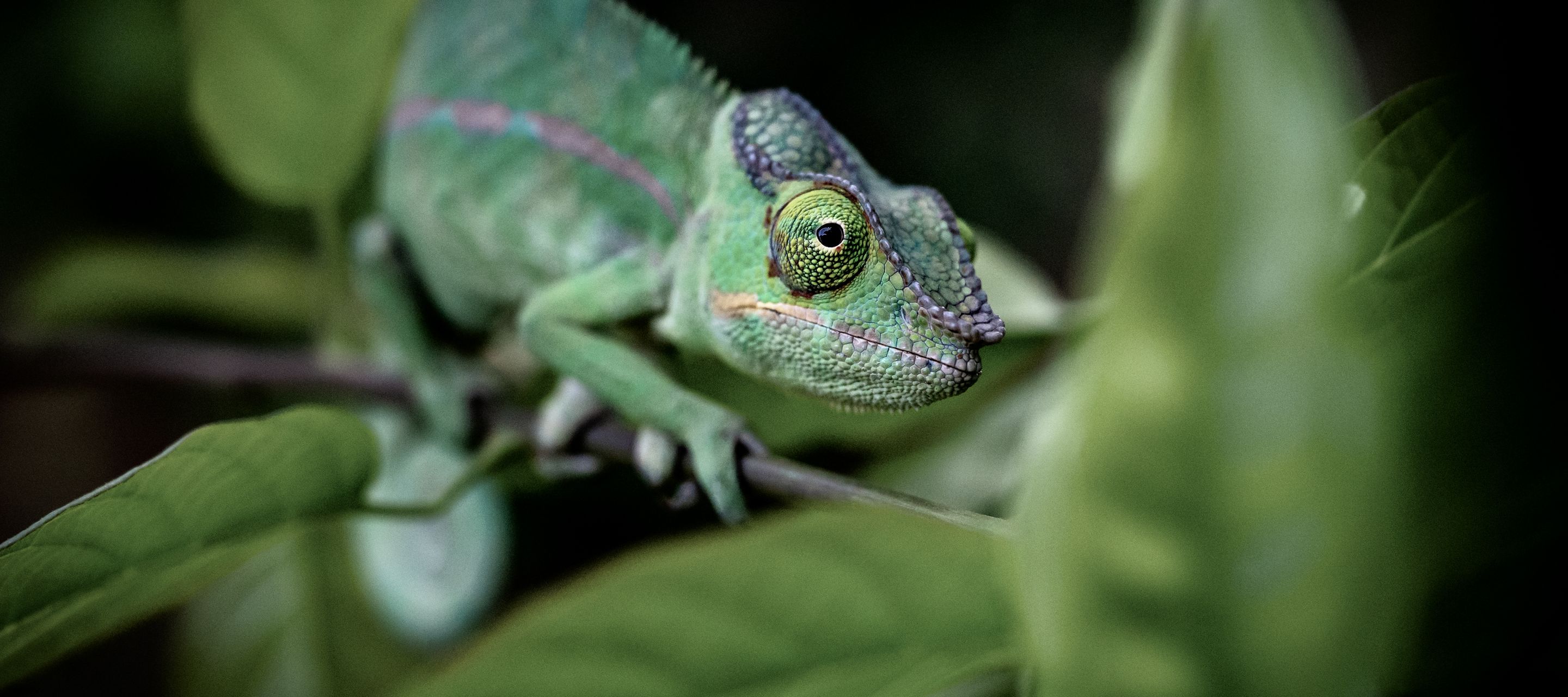 Une faune et flore à nulle autre pareille, fruit de la lente dérive des continents