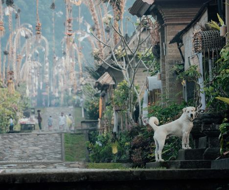 Besuch bei Balis Ureinwohnern