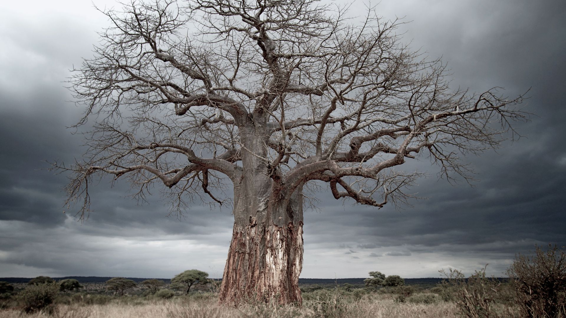 Les imposants baobabs sont très répandus dans le Parc National de Tarangire.