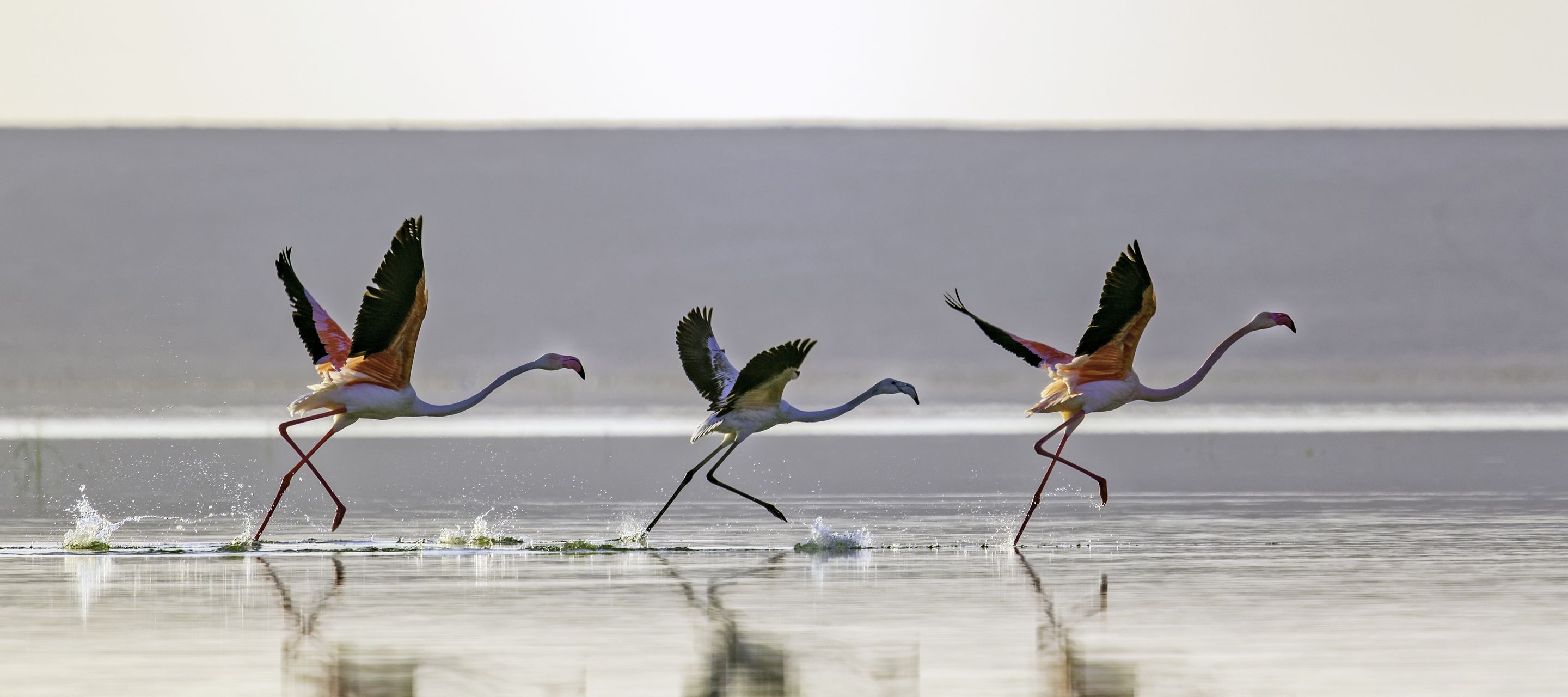 Flamingos bei Sonnenaufgang in der Nähe von Al Thakira