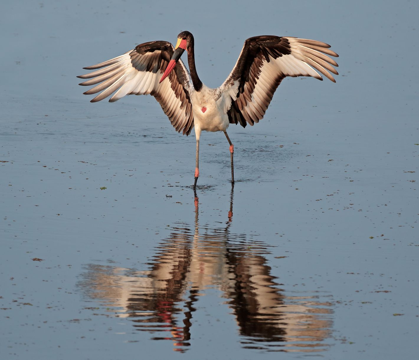 Ein Sattelstorch durchwatet den Lake Kariba auf der Suche nach kleinen Fischen
