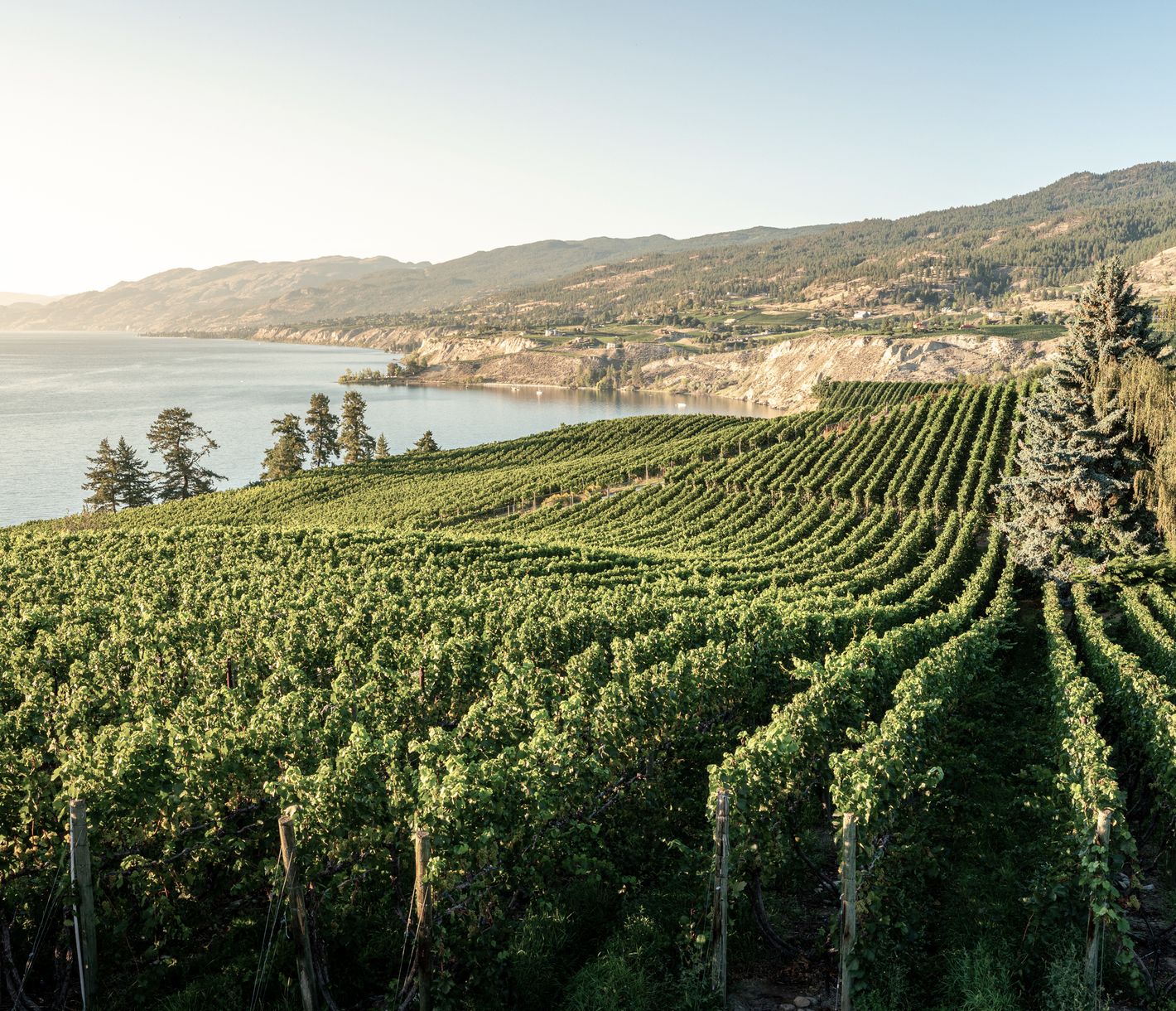 Der Geburtsort der Weinherstellung British Columbias