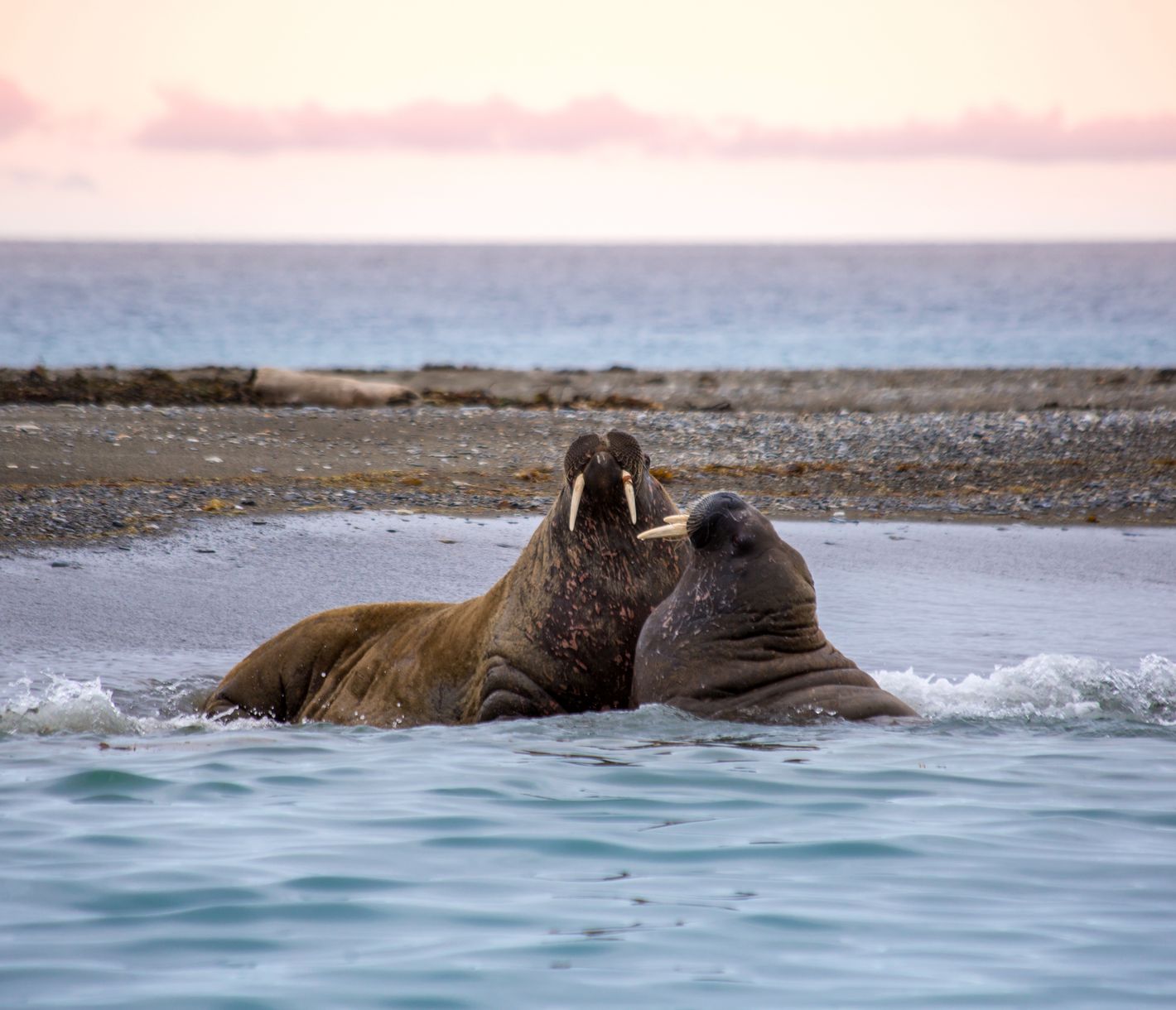 Die Kolosse der Arktis
