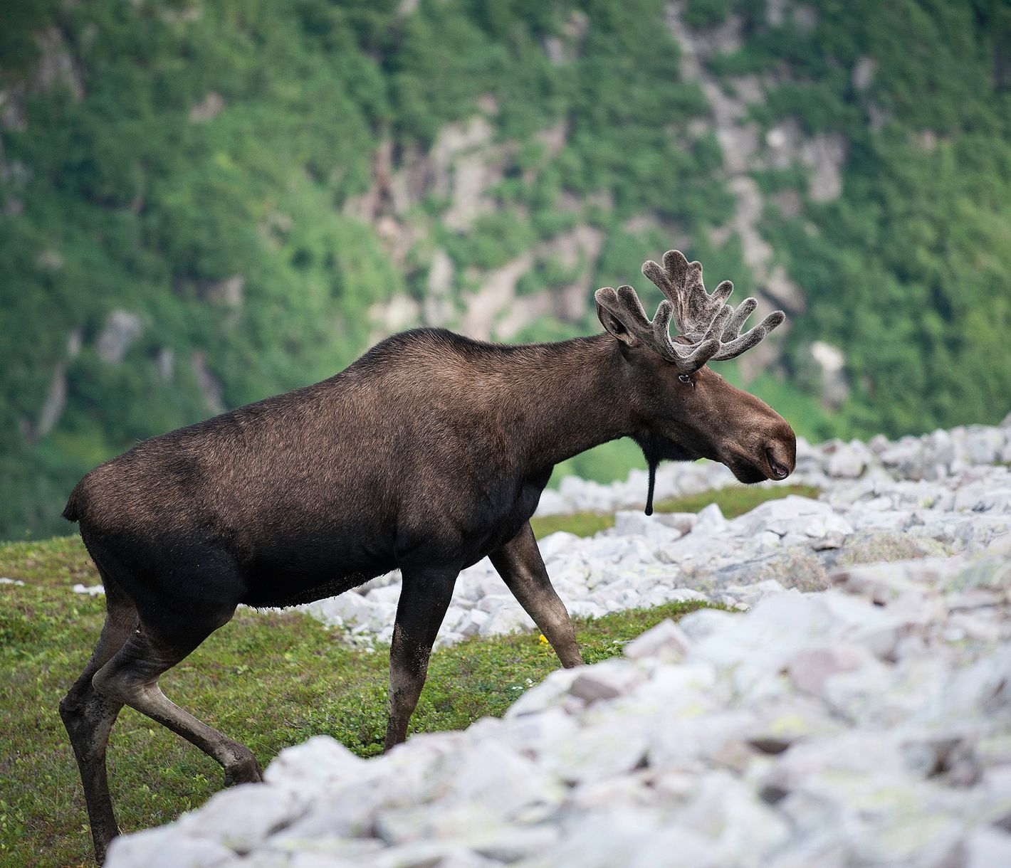Fortes chances de rencontrer des élans !