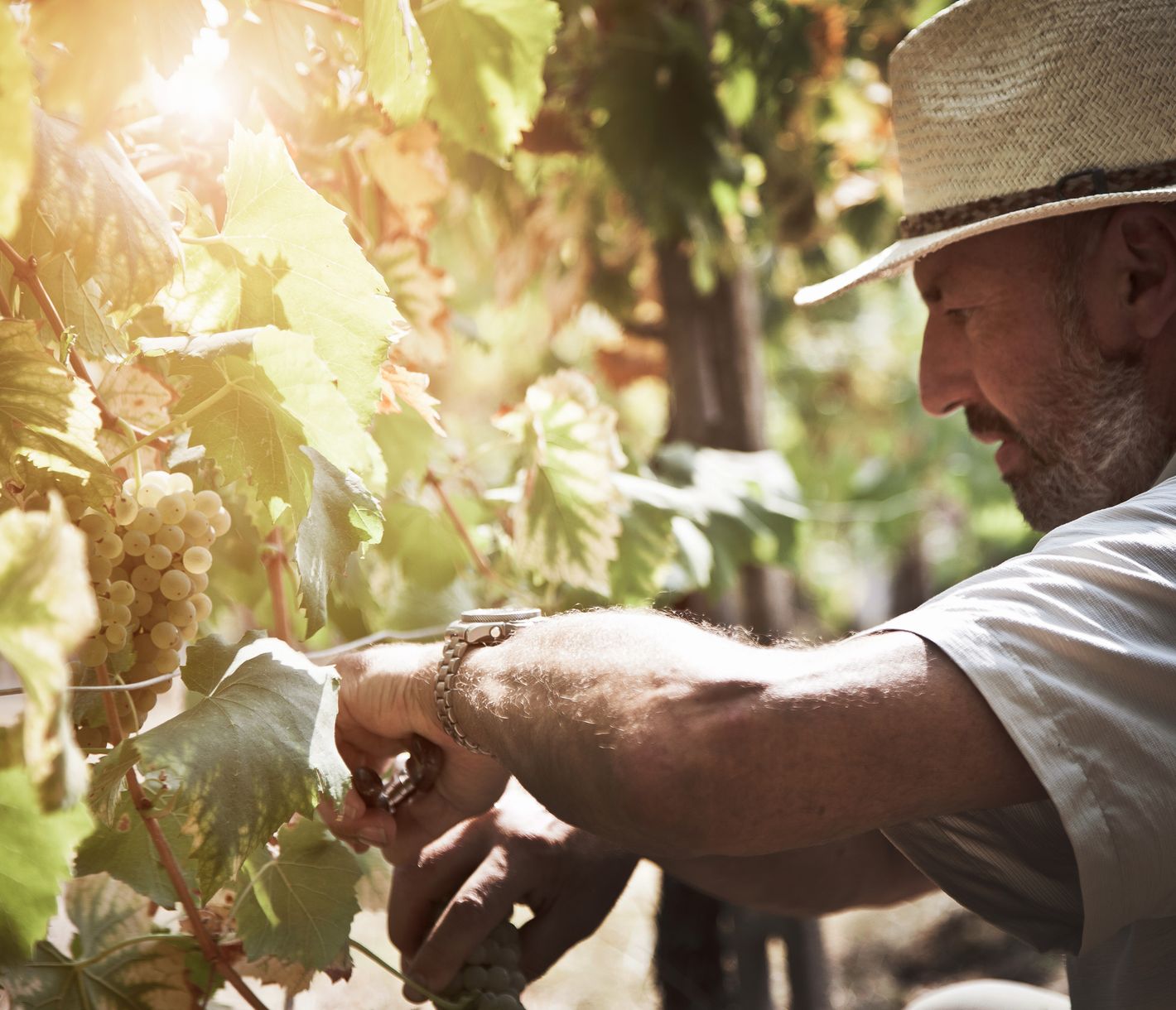 Sorgfalt in den Weinbergen der Toskana