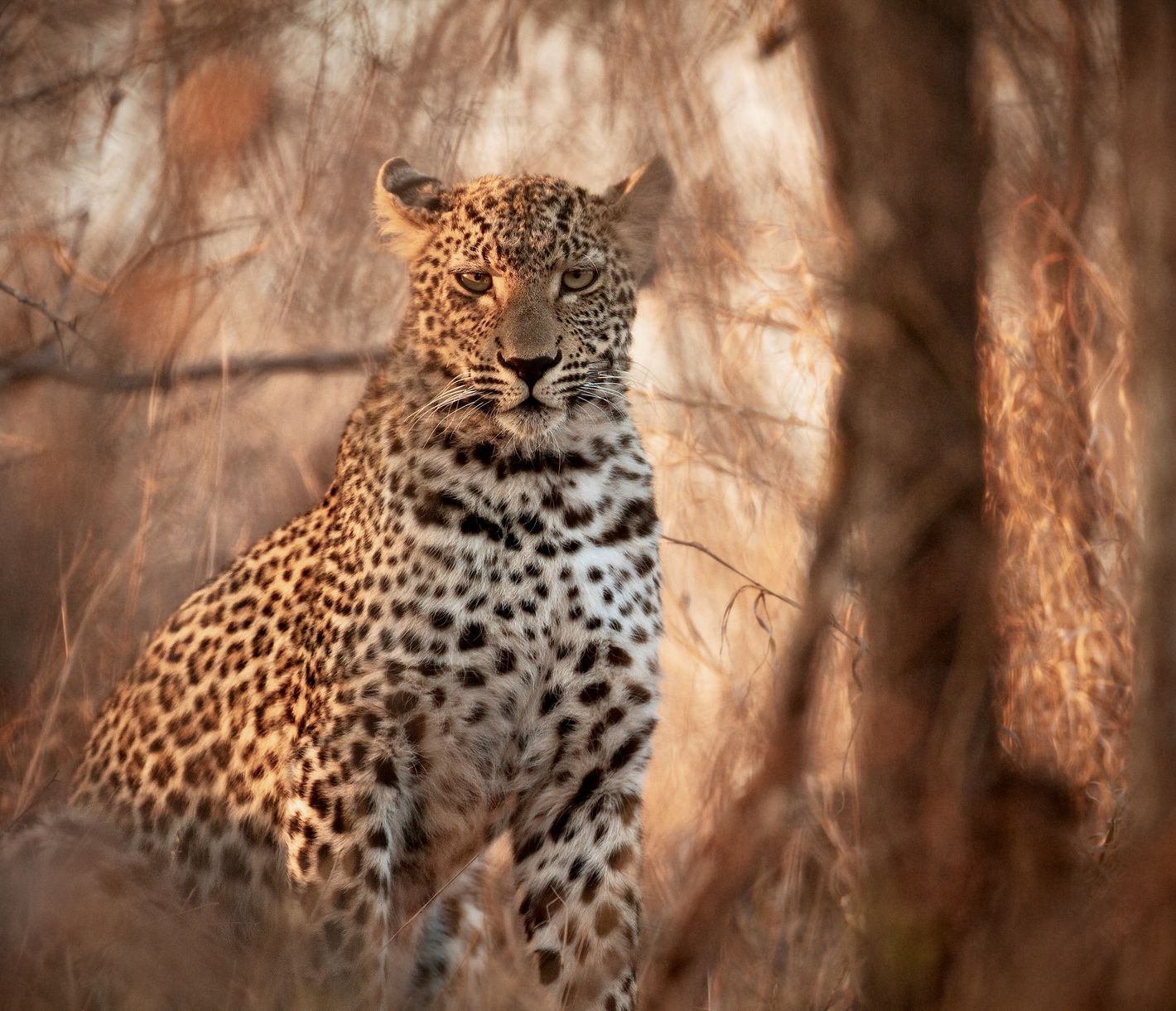Häufige Sichtung von Leoparden im Sabi Sands Game Reserve