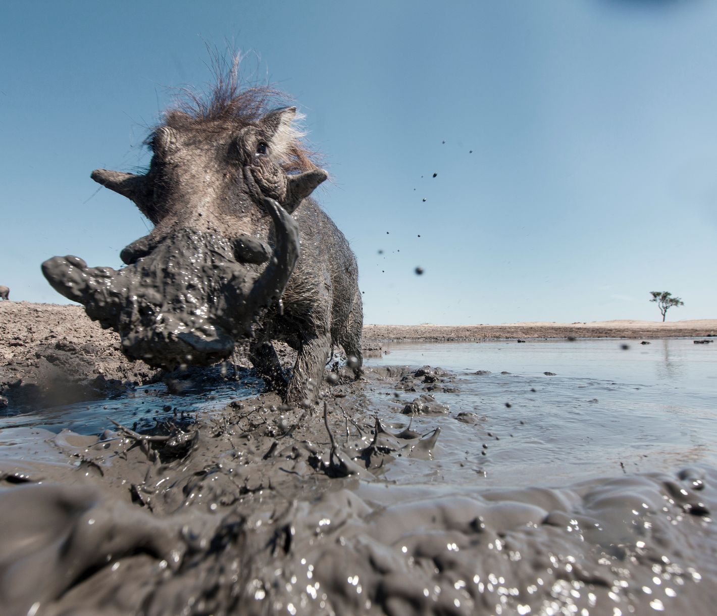 Un phacochère jouant dans la boue