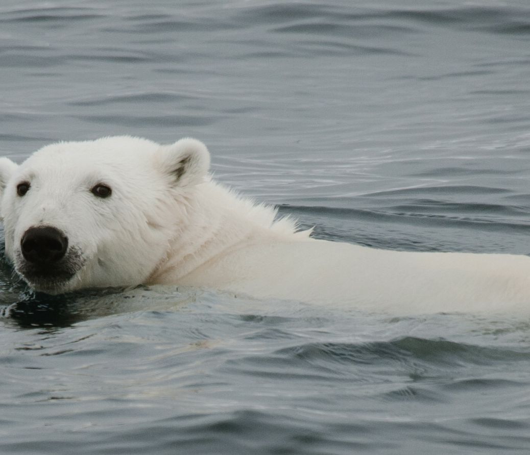 Schwimmender Eisbär