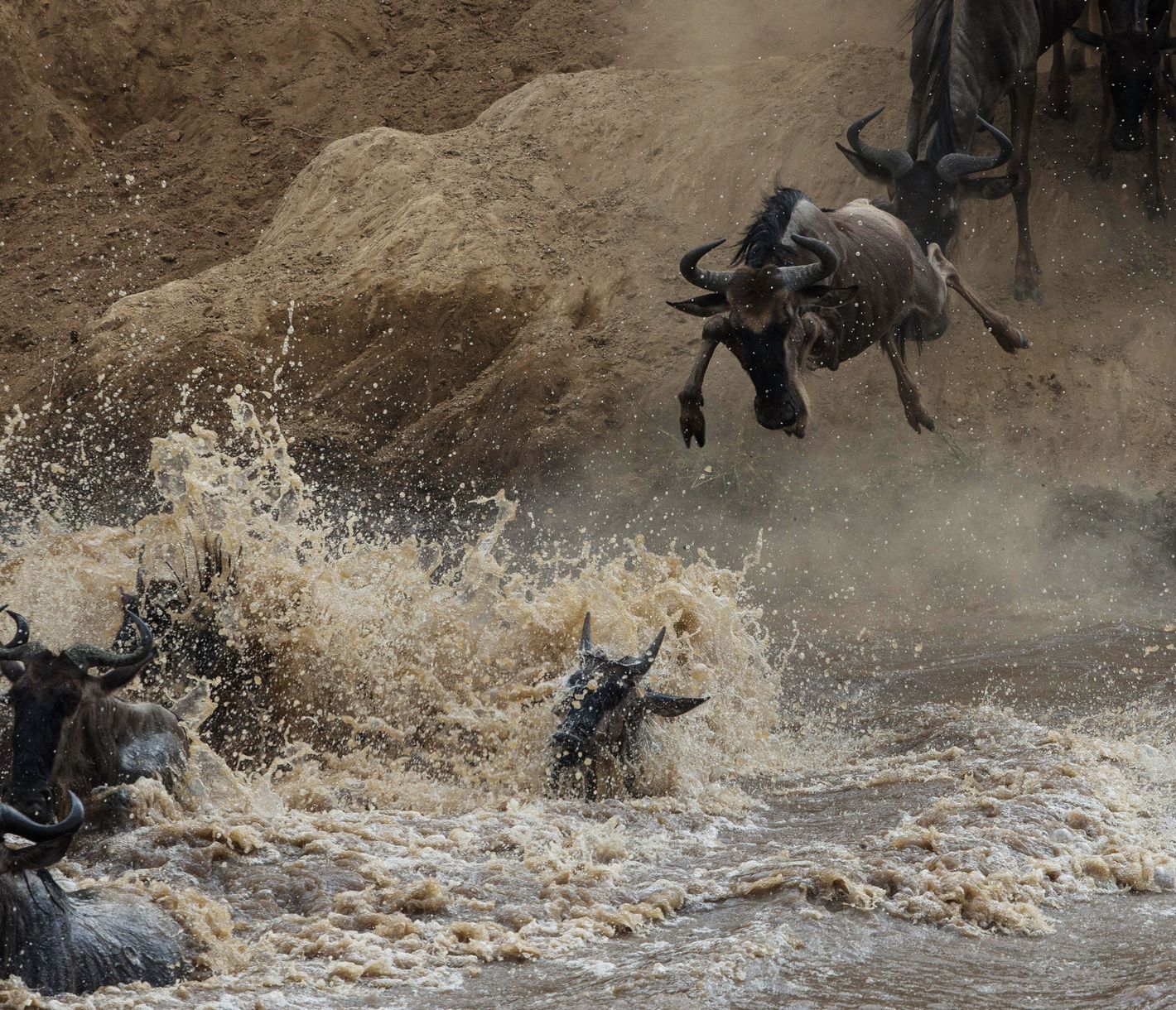 Migration: Gnus überqueren den Olare-Orak-Fluss, Masai Mara.