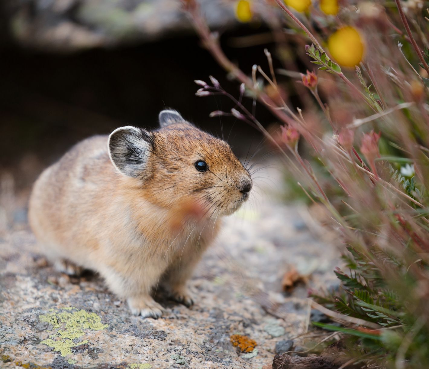 Der Rocky Mountain National Park verfügt über eine vielfältige Fauna.