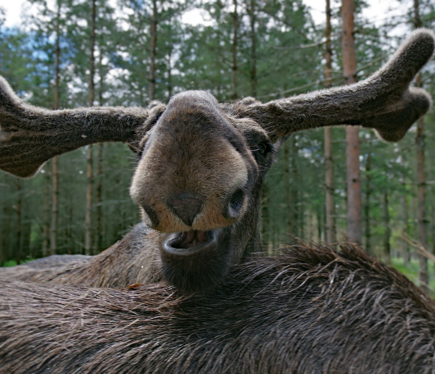 Tierpark Skane in Höör