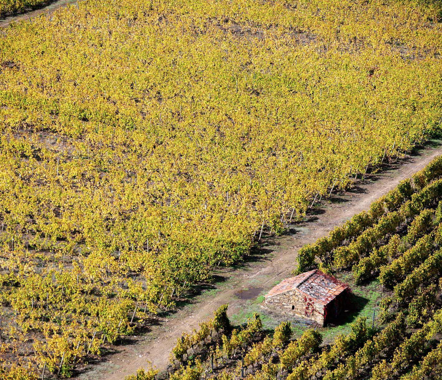 Herbstlandschaft im Weinanbaugebiet Douro bei Pinhão, Portugal