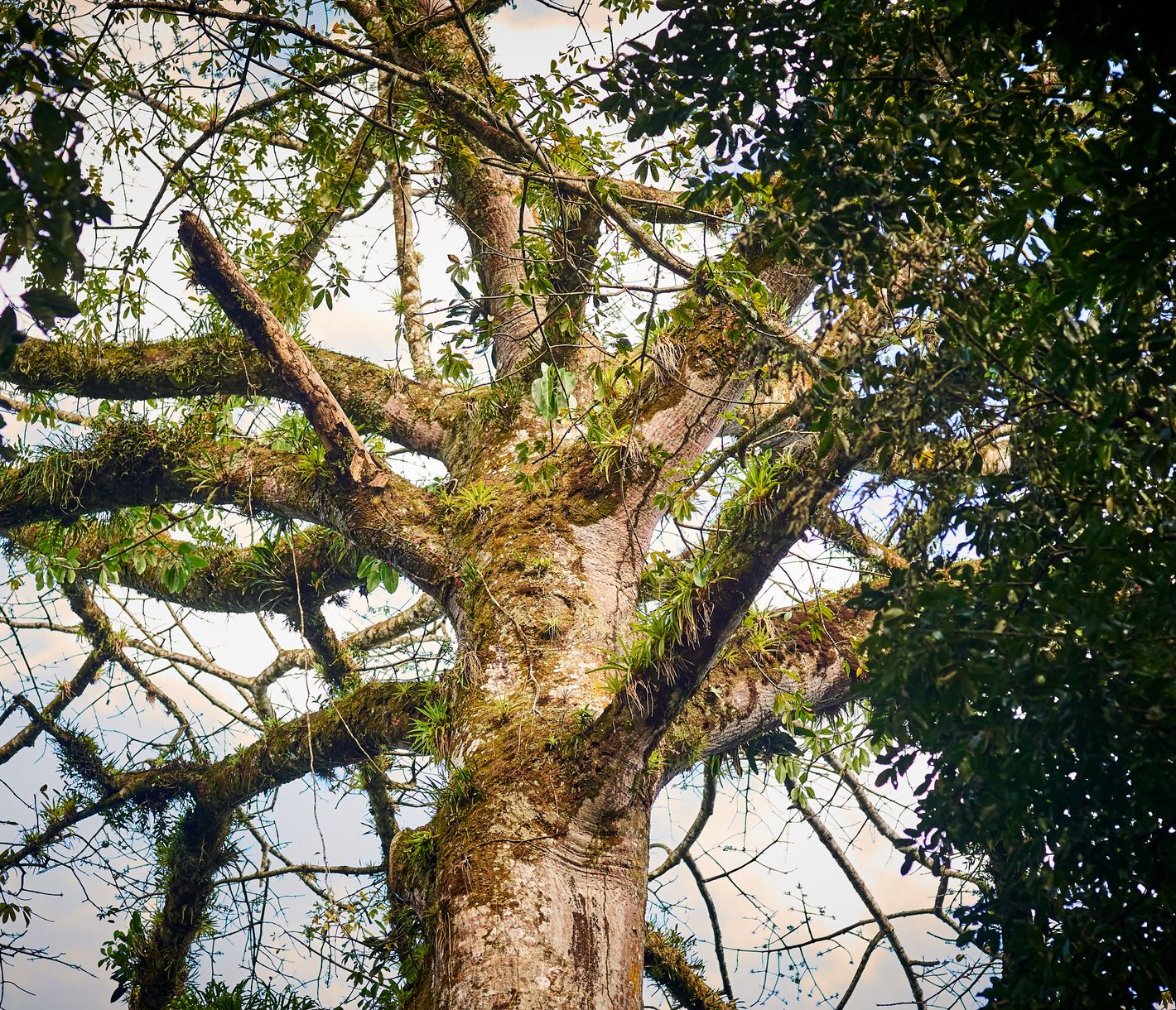 Im Nationalpark Azul Meambar