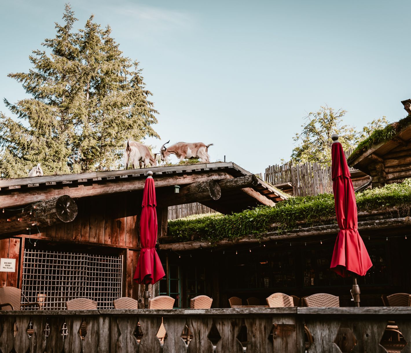 Wo die Ziegen auf dem Dach grasen.