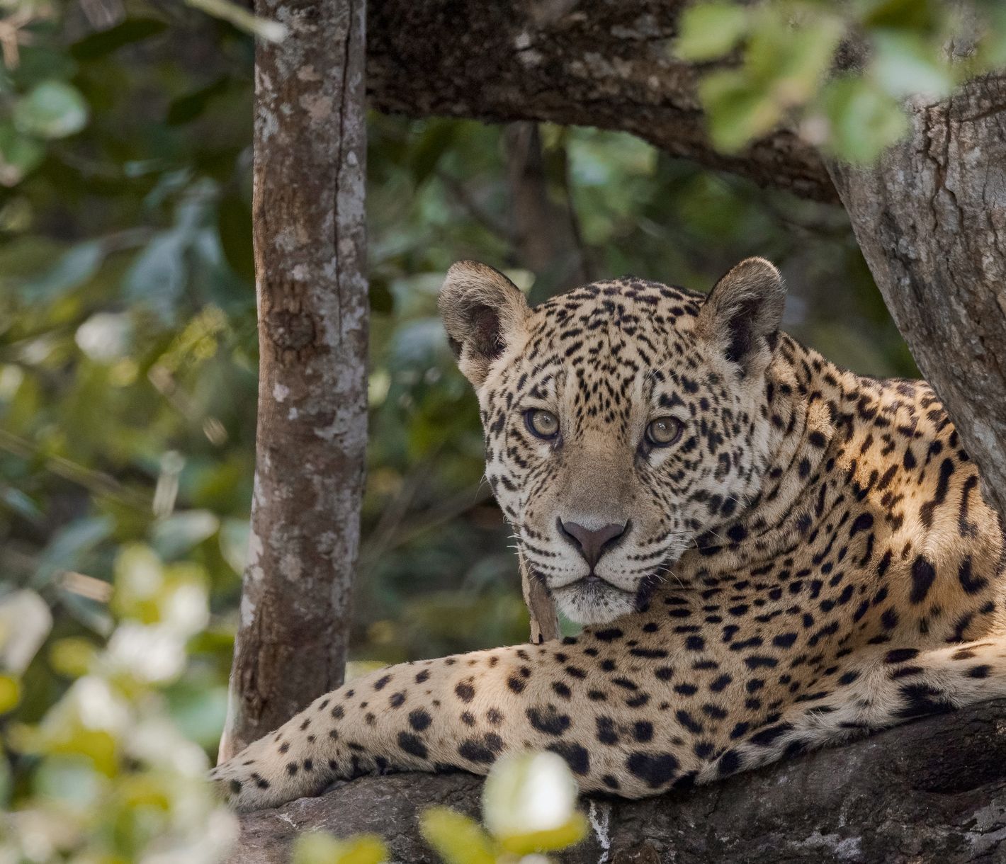 Pantanal, Jaguar