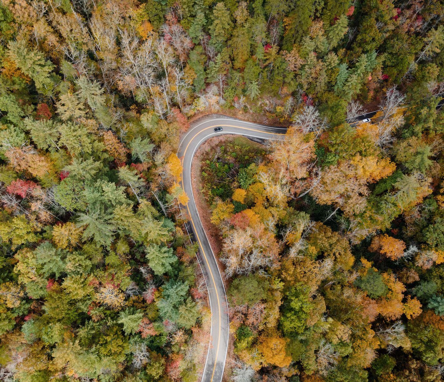 Der Great Smoky Mountains National Park gehört zu den artenreichsten Gegenden der USA.