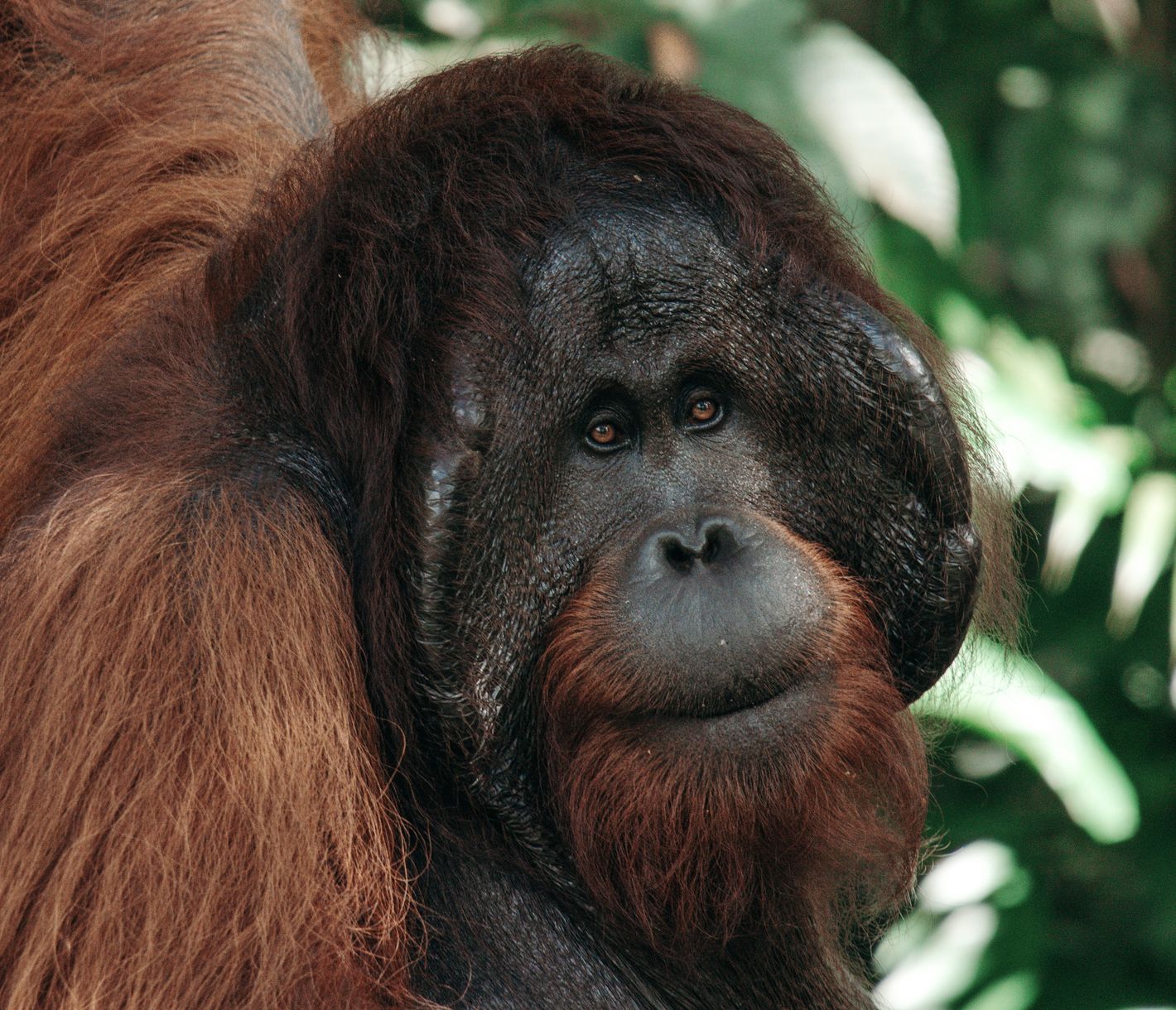 Semenggoh Nature Reserve