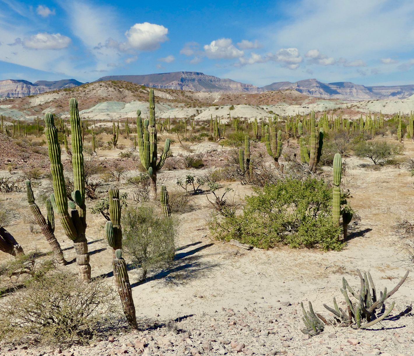 Montagnes colorées et cactus, cap vers un décor de far-west !