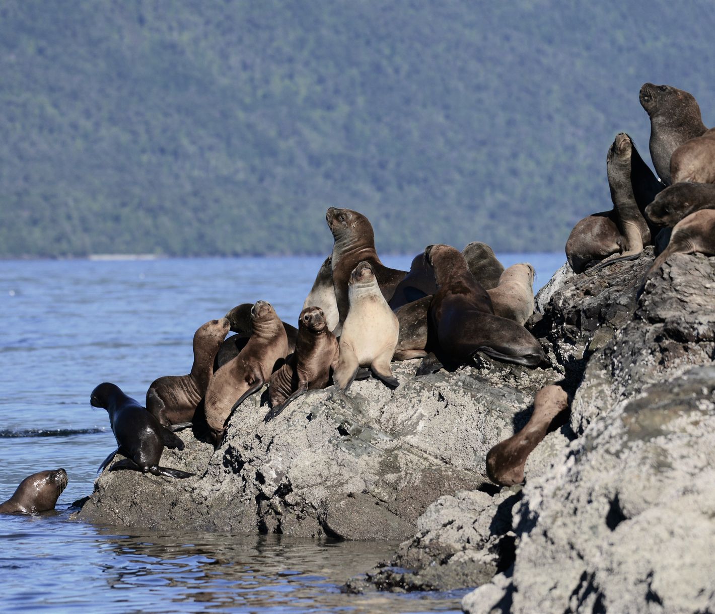 Südamerikanische Seebären wechseln die Farbe ihres Fells zweimal im Jahr.