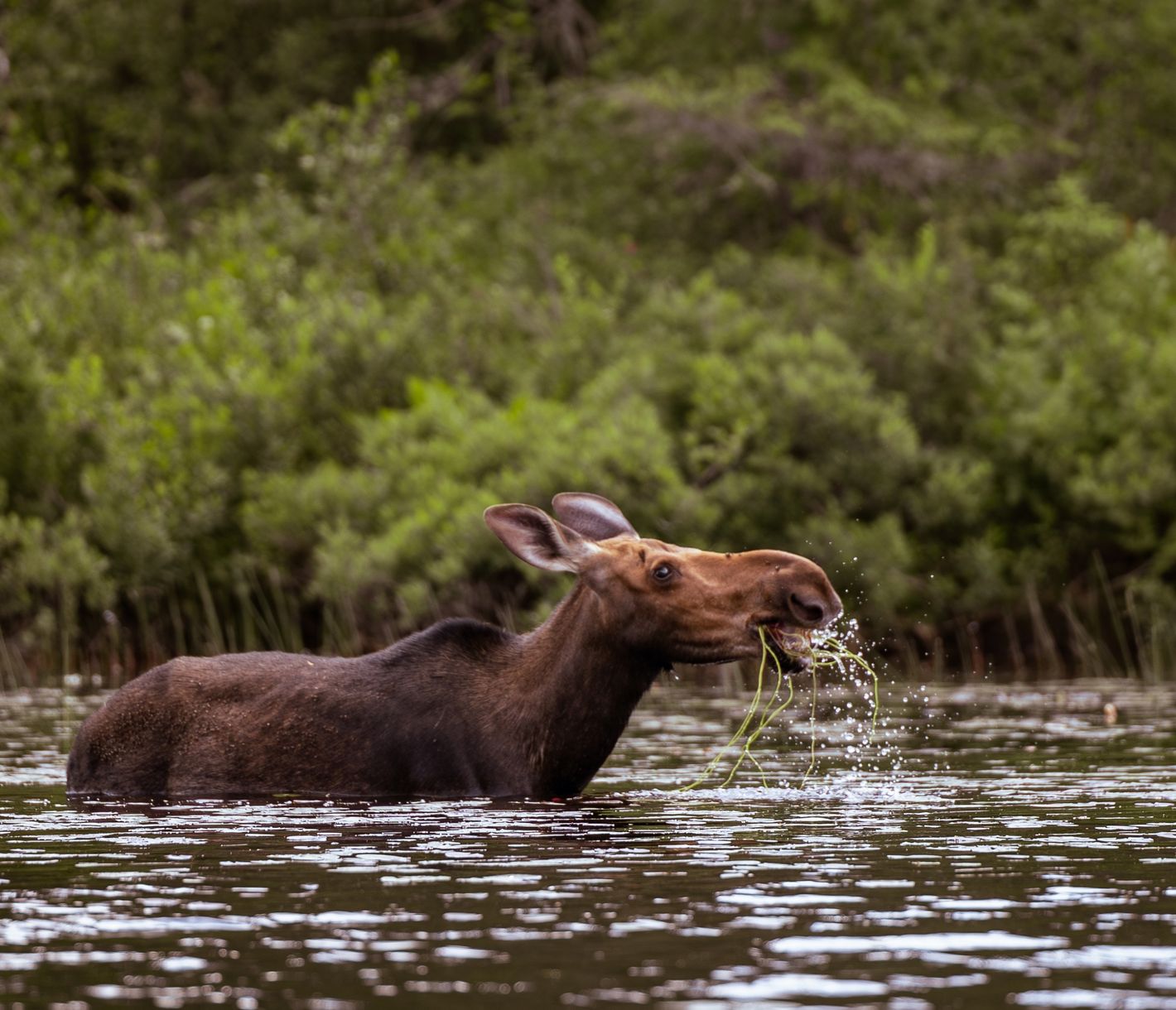Ein Elch planscht im Algonquin-Paradies