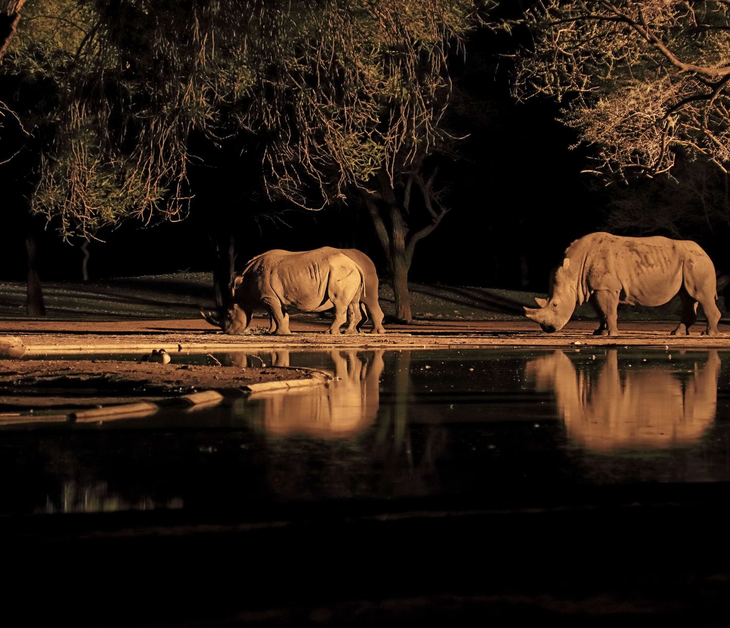Weisse Nashörner grasen beim Wasserloch.