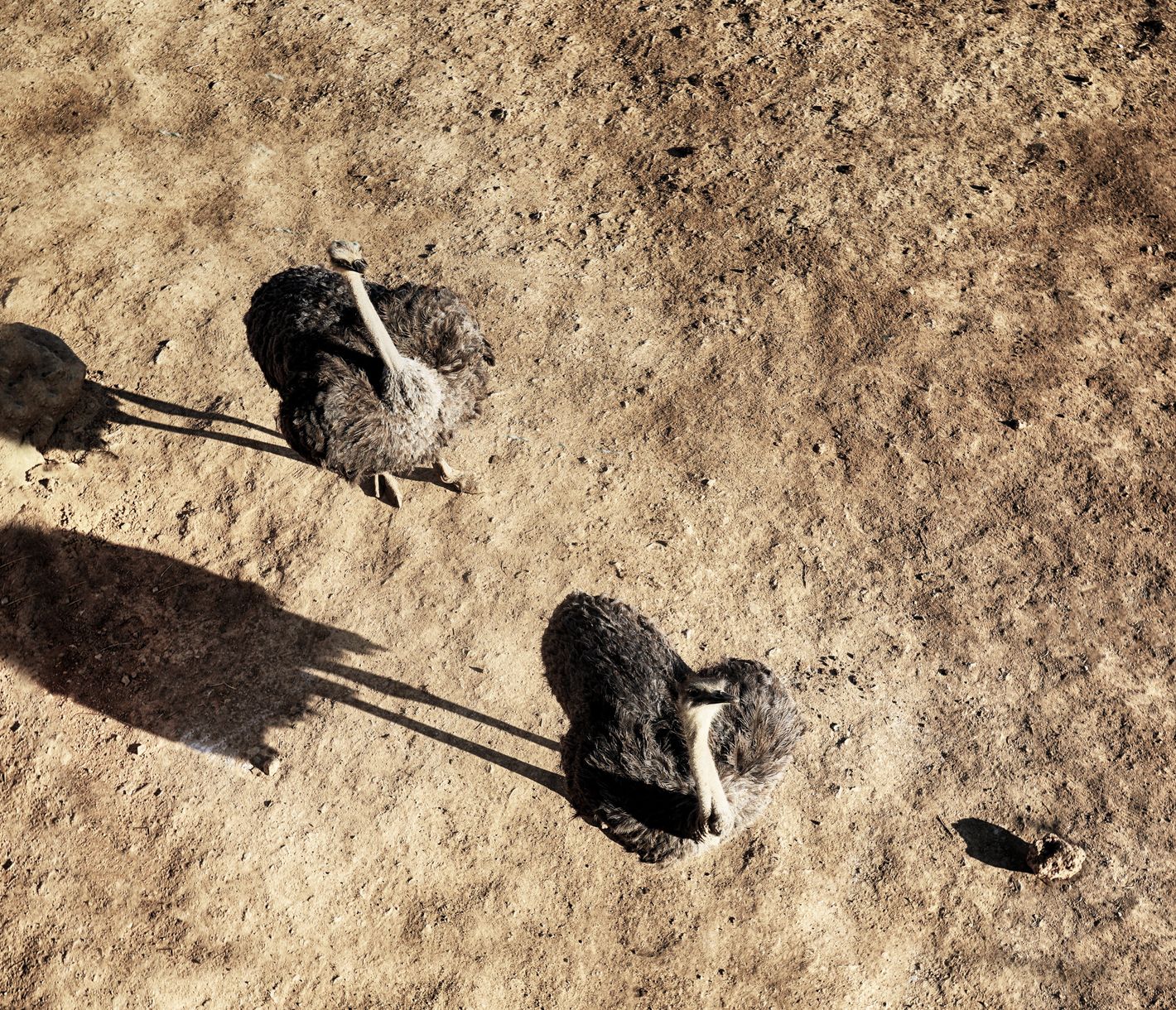 Afrikanischer Strauss im Bandia-Reservat aus der Vogelperspektive