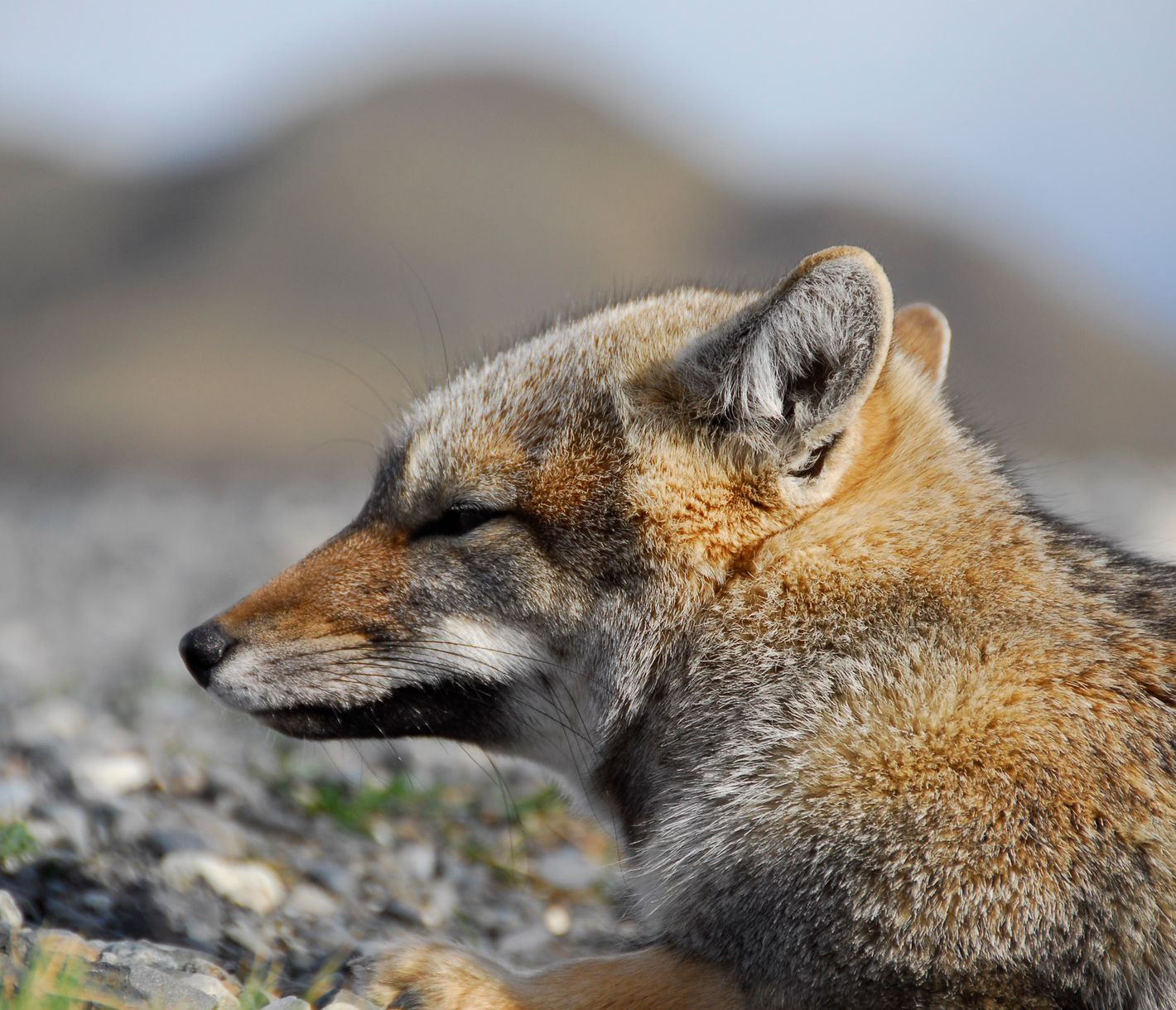 Der Graufuchs ist in ganz Chile verbreitet - von der Atacama-Wüste bis nach Patagonien.
