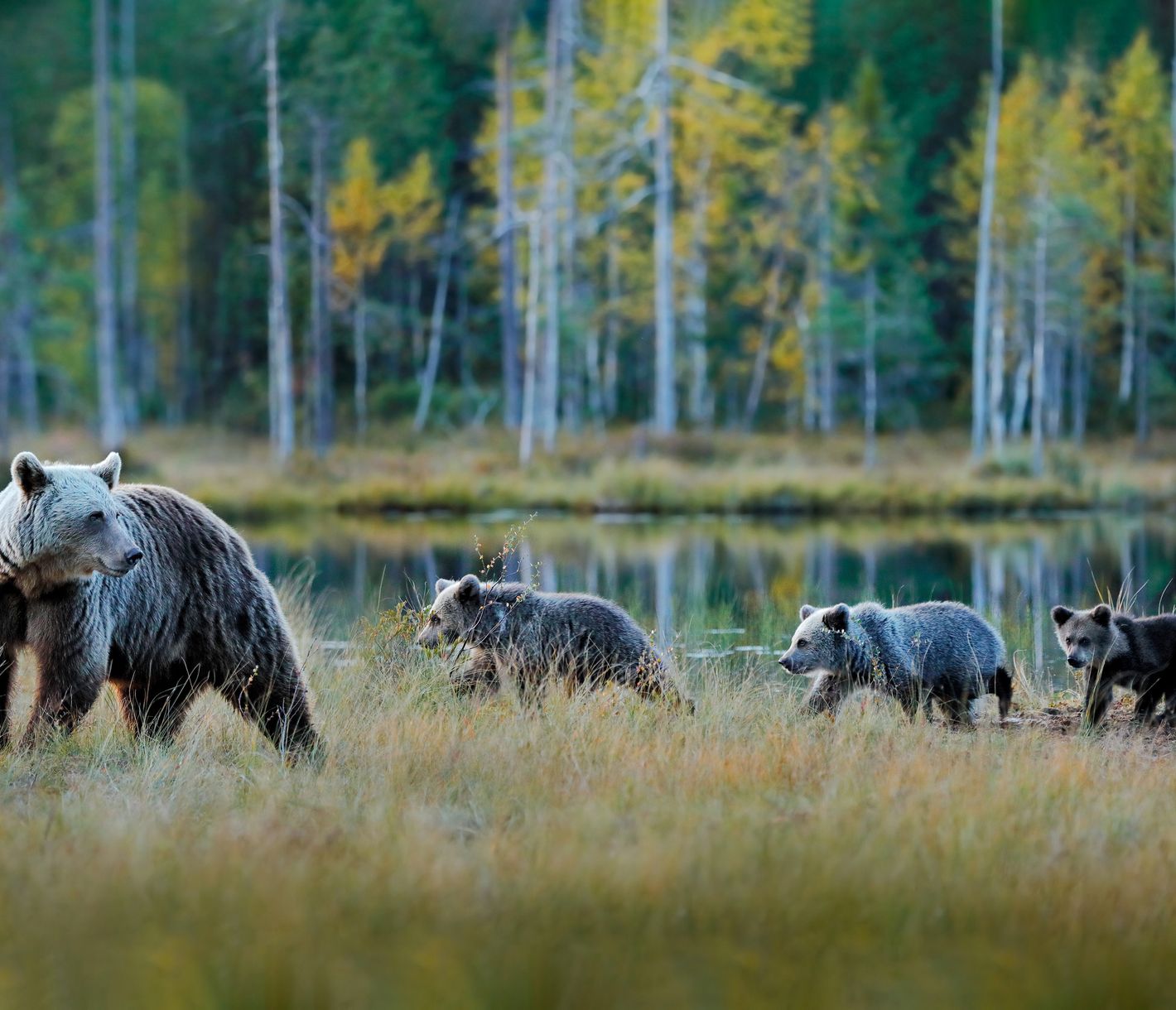 Auf Bärenbeobachtung