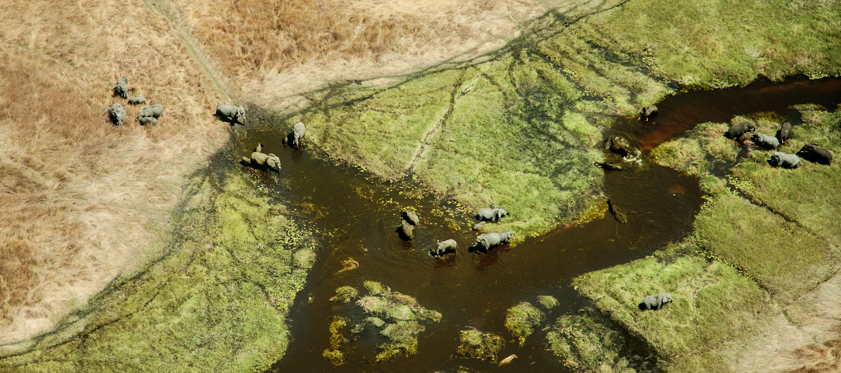 Un fascinant dédale aquatique