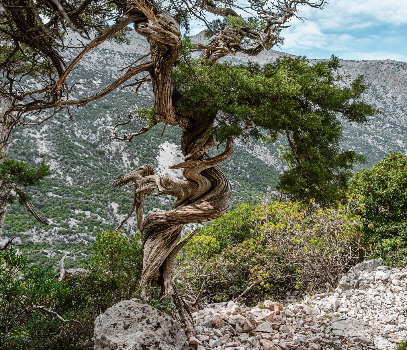 Au fil des kilomètres et des faibles dénivelés, vous traversez des paysages époustouflants, où la vigne succède aux rochers calcaires, où genévriers et chênes verts se côtoient .