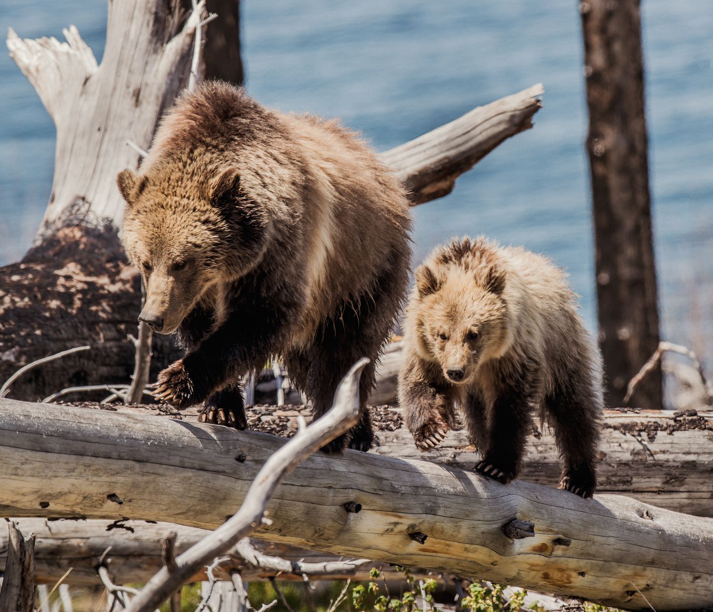 Das wunderschöne Lamar Valley ist unter anderem auch die Heimat einiger Grizzlybären.